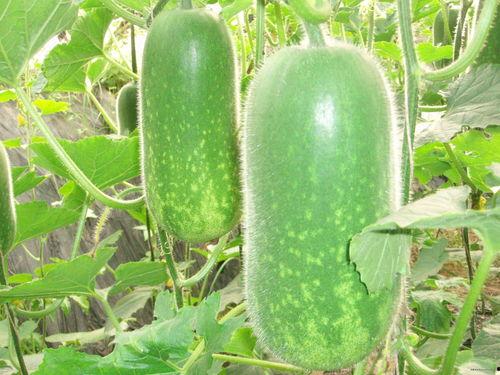 永年大瓜爆料网红视频,网红视频揭秘惊人内幕